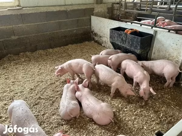 Świnie (partia, płeć nieokreślona), Гипор