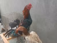 Chickens — 2-rasm
