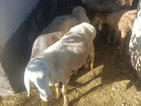 母羊, Rhon sheep — 照片 1