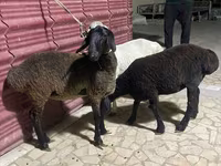 Sheep (batch, sex not specified), Sheep — photo 5