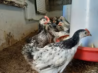 Chickens — photo 5