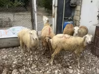 Sheep, Sheep — photo 1