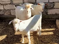 Billy Goat, Goats — photo 6
