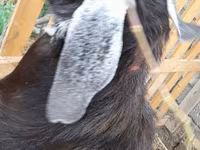 Billy Goat, Goats — photo 3