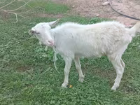 Goat, Saanen goat — photo 2
