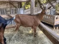 Kozel, Alpine goat — foto 7