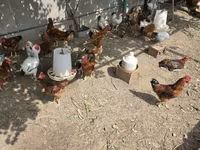 Chickens — foto 2