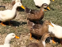 Ducks — photo 1
