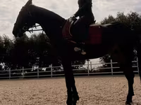 Yegua, Friesian sport horse — foto 4