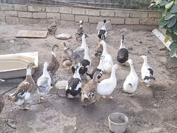 Ducks — Azerbaijan