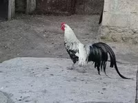 Chickens — الصورة 5