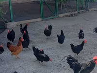 Australorp — photo 3