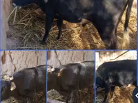 公牛, Cattle — 照片 1