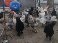 براهما — الصورة 3