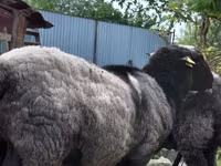 Schaf, Romanov sheep — Foto 8