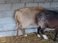 Carnero, Rhon sheep — foto 5