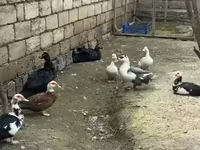 Ducks — photo 3
