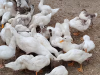 German Pekin — photo 4