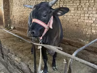 Vaca, Brahman — foto 3