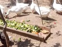 Geese — photo 7