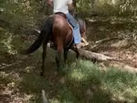 घोड़ा, Rocky Mountain Horse — फ़ोटो 8