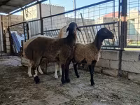 Qoyun, Blackheaded Persian sheep — foto 1