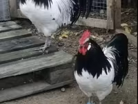 Chickens — Foto 4