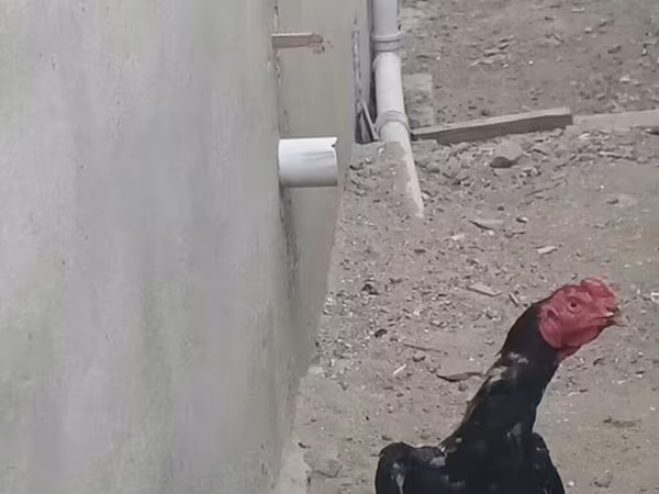 Chickens — Azerbaijan