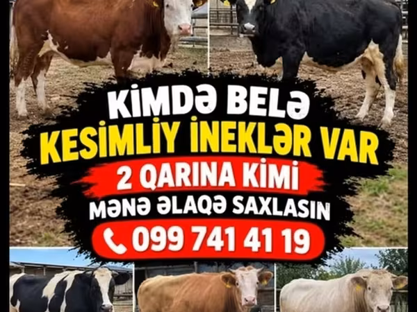 İnək, Mal-qara — Azərbaycan