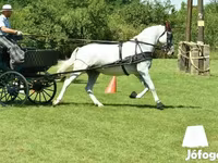 Klisna, Lipizzaner — foto 2