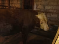 牛只（批次，未指定性别）, Cattle — 照片 2