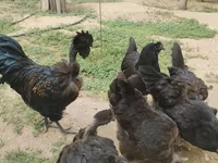 Chickens — photo 1
