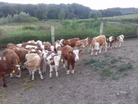 Toro, Simmental cattle — foto 2