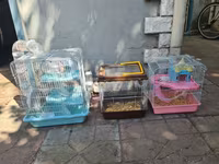 Qefesler satilir Qehveyi-20azn Cehrayi-20azn Yasil-30azn Goy-40azn — photo 2