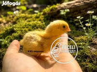Quails — zdjęcie 2