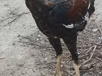 Chickens — foto 2