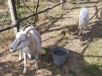 Dişi keçi, LaMancha goats — foto 2