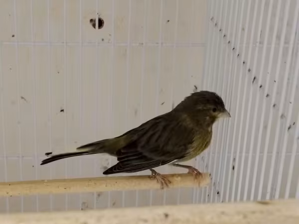 Daimi qus isi ile mesqul olanlar biler bu qiymete erkek bulbul esla