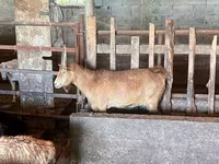 Goat, Goats — photo 2