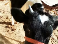Krowa, Russian Black pied cattle — zdjęcie 3