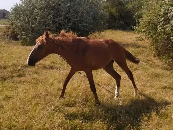 Mare, Horses