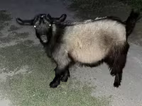 Goats (batch, sex not specified), Goats — photo 7
