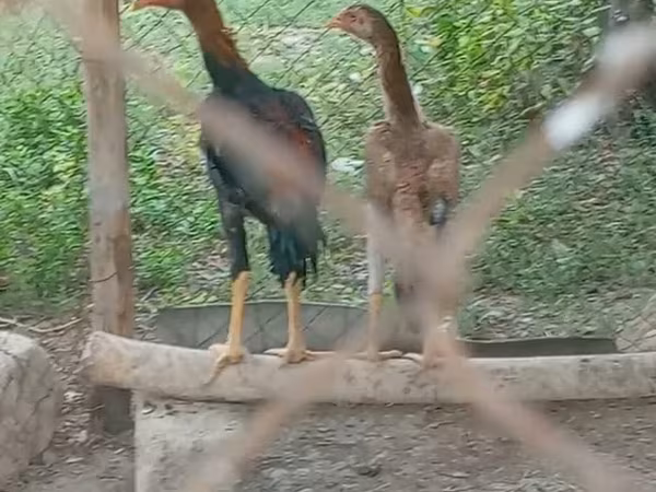 Chickens — Azerbaijan