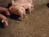 Eber, Schweine — Foto 2
