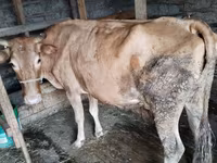 İnək, Simmental cattle — foto 5