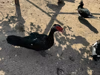 Ducks — foto 7