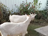 Goat, Saanen goat — photo 4