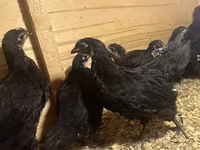 Australian Pit Game fowl — photo 1