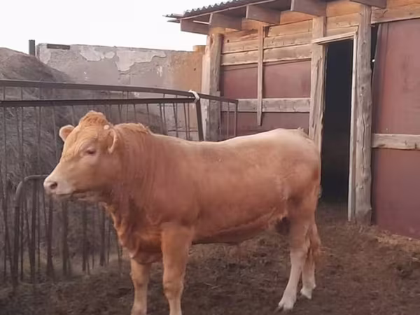 Buğa, Auliekol irqi