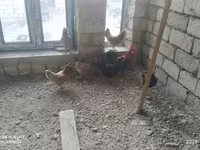 Ducks — photo 8